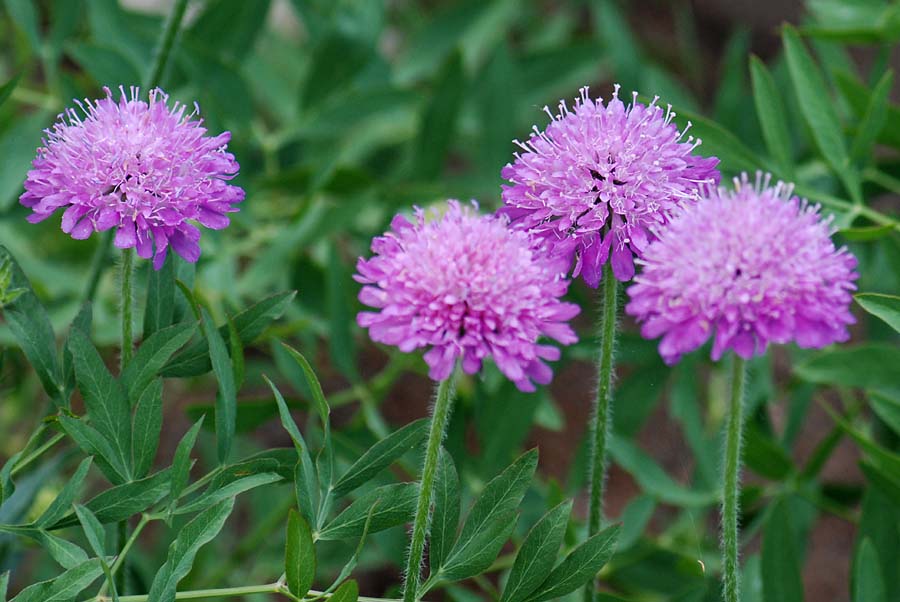 Knautia arvensis / Knautia comune